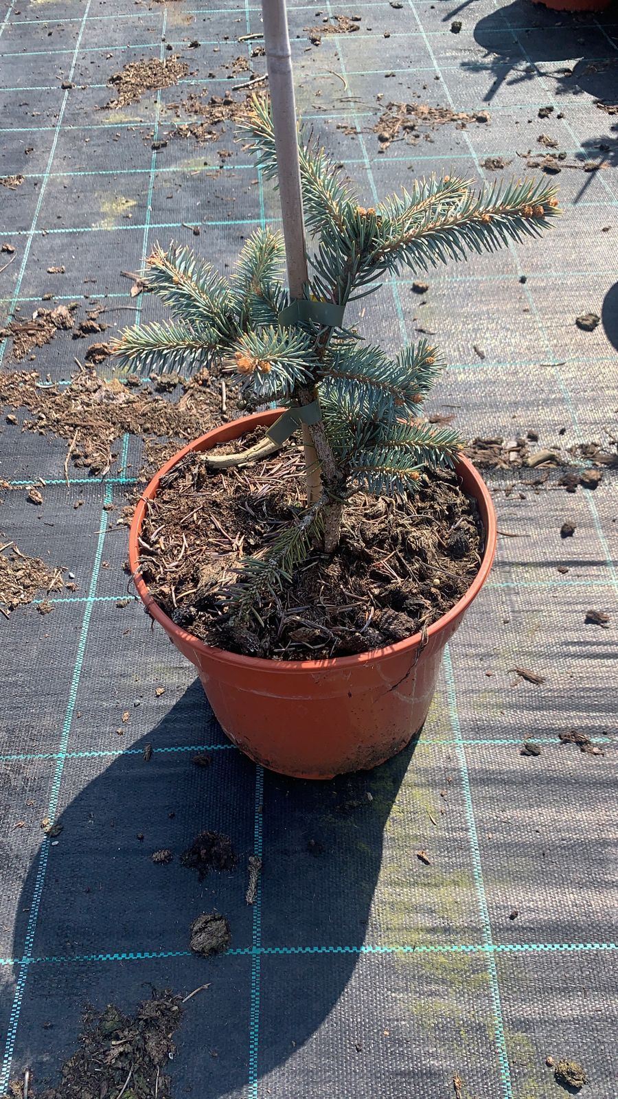 Ель колючая Биалобок